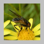 Phasia hemiptera - Raupenfliege m03.jpg